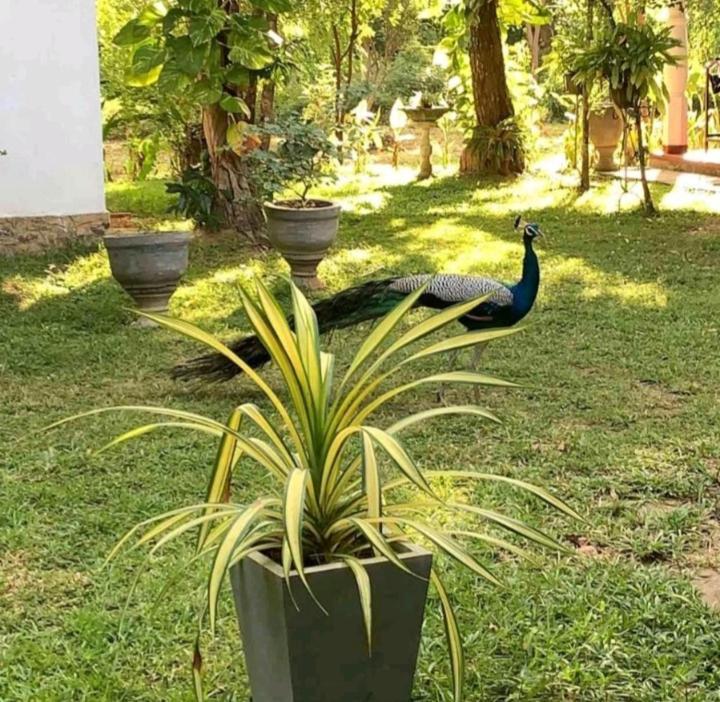 Bay Hill Guest House Tangalle Kültér fotó