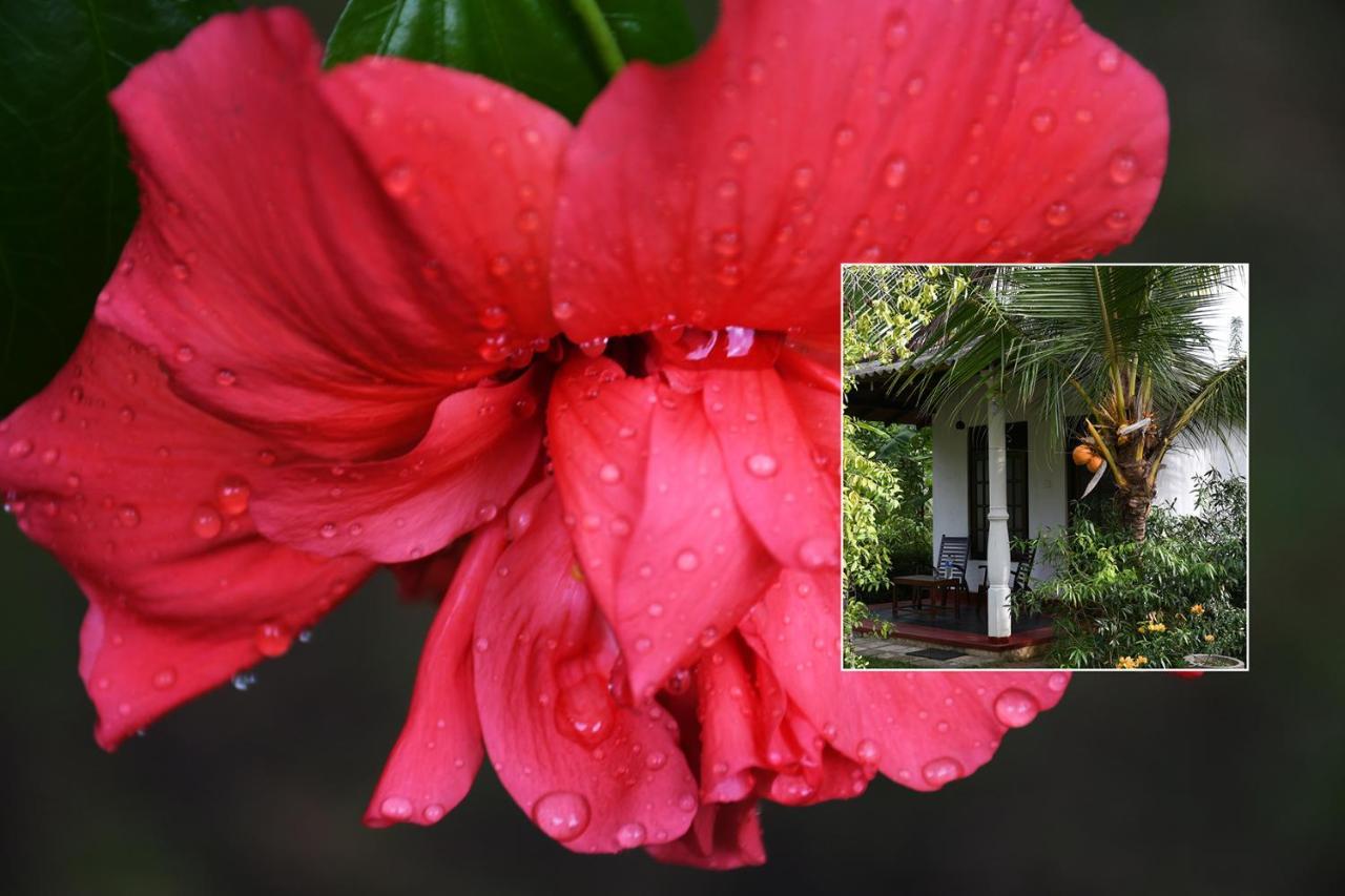 Bay Hill Guest House Tangalle Kültér fotó